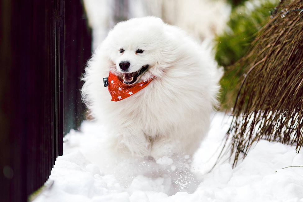 Samoyed - Dod photography Bridgend and South Wales